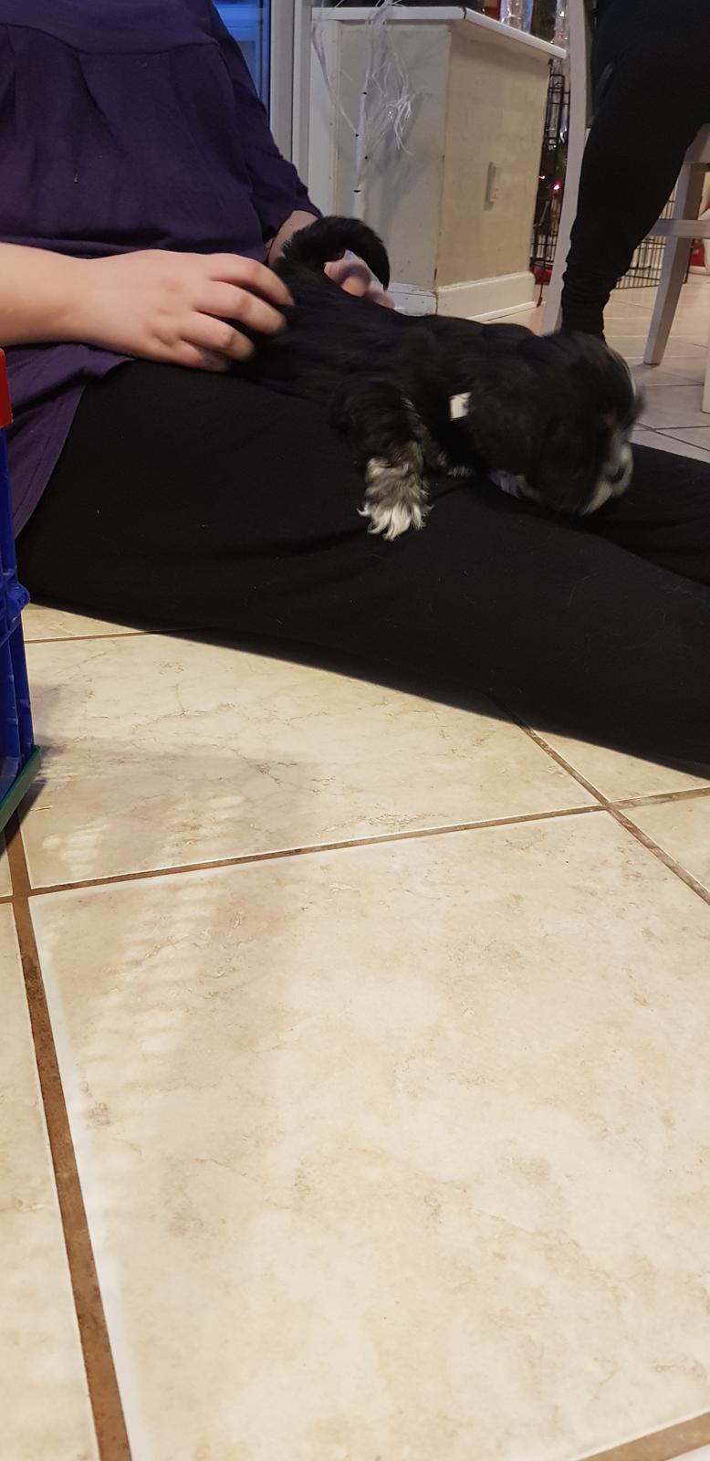 Lhasa apso Koda Von Moisen of HAKUNA MATATA (Aka Paddy) billede 24