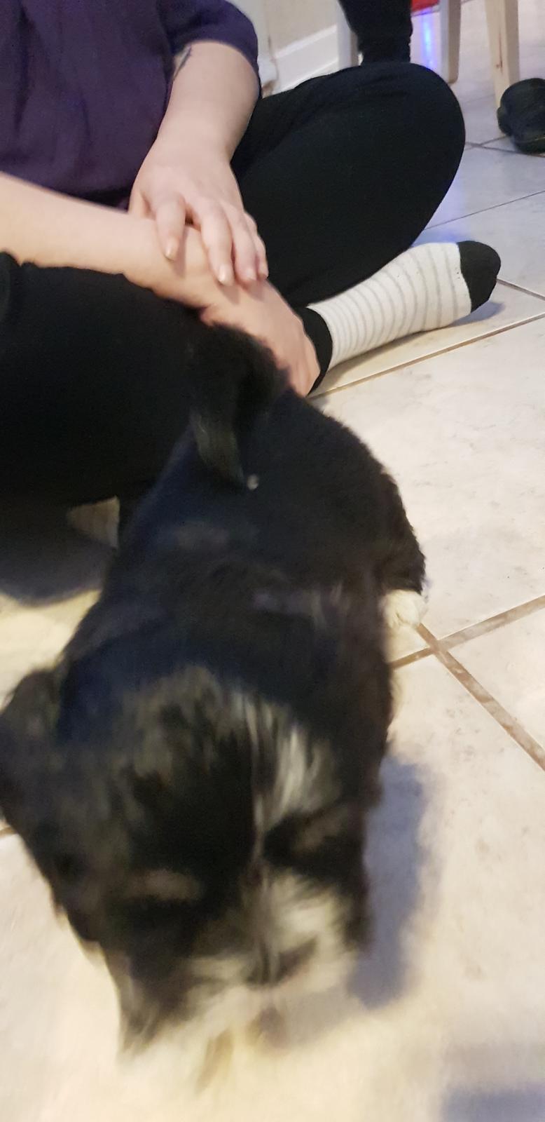 Lhasa apso Koda Von Moisen of HAKUNA MATATA (Aka Paddy) billede 25