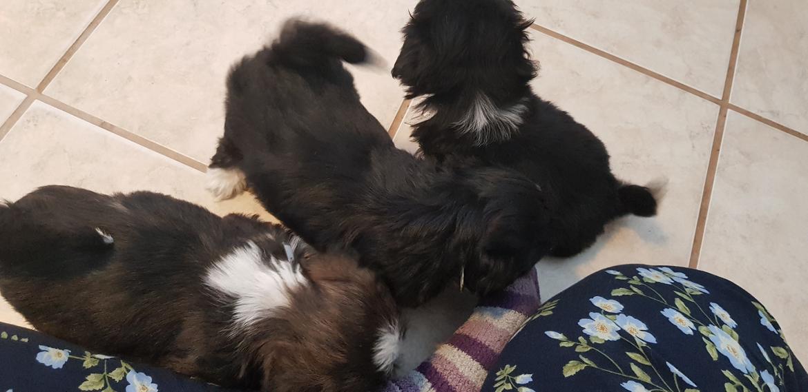 Lhasa apso Koda Von Moisen of HAKUNA MATATA (Aka Paddy) billede 27