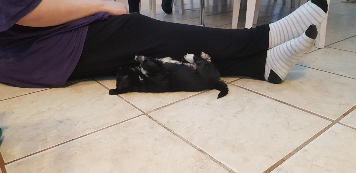 Lhasa apso Koda Von Moisen of HAKUNA MATATA (Aka Paddy) billede 26