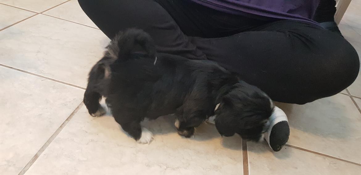 Lhasa apso Koda Von Moisen of HAKUNA MATATA (Aka Paddy) billede 28