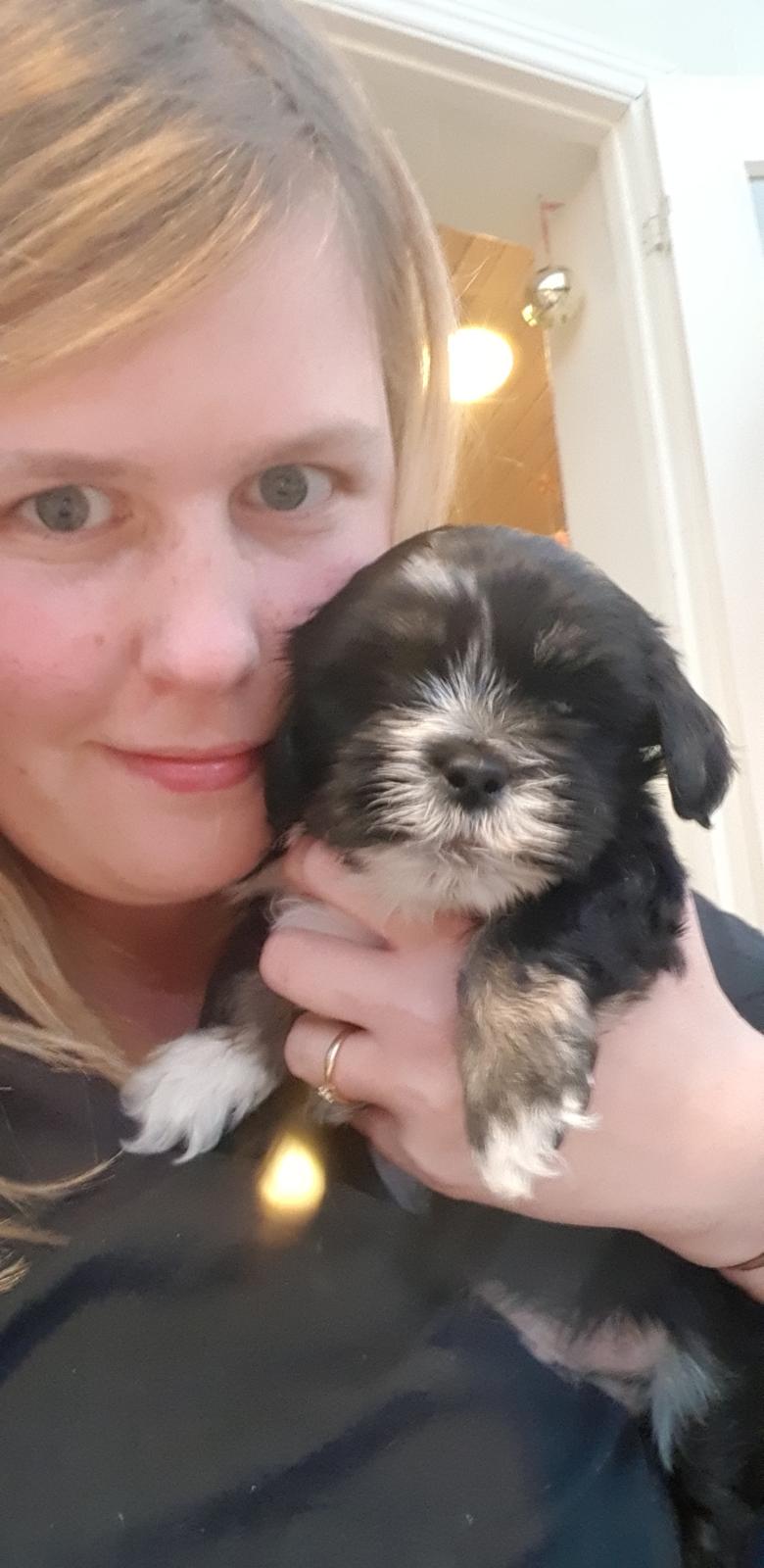 Lhasa apso Koda Von Moisen of HAKUNA MATATA (Aka Paddy) billede 29