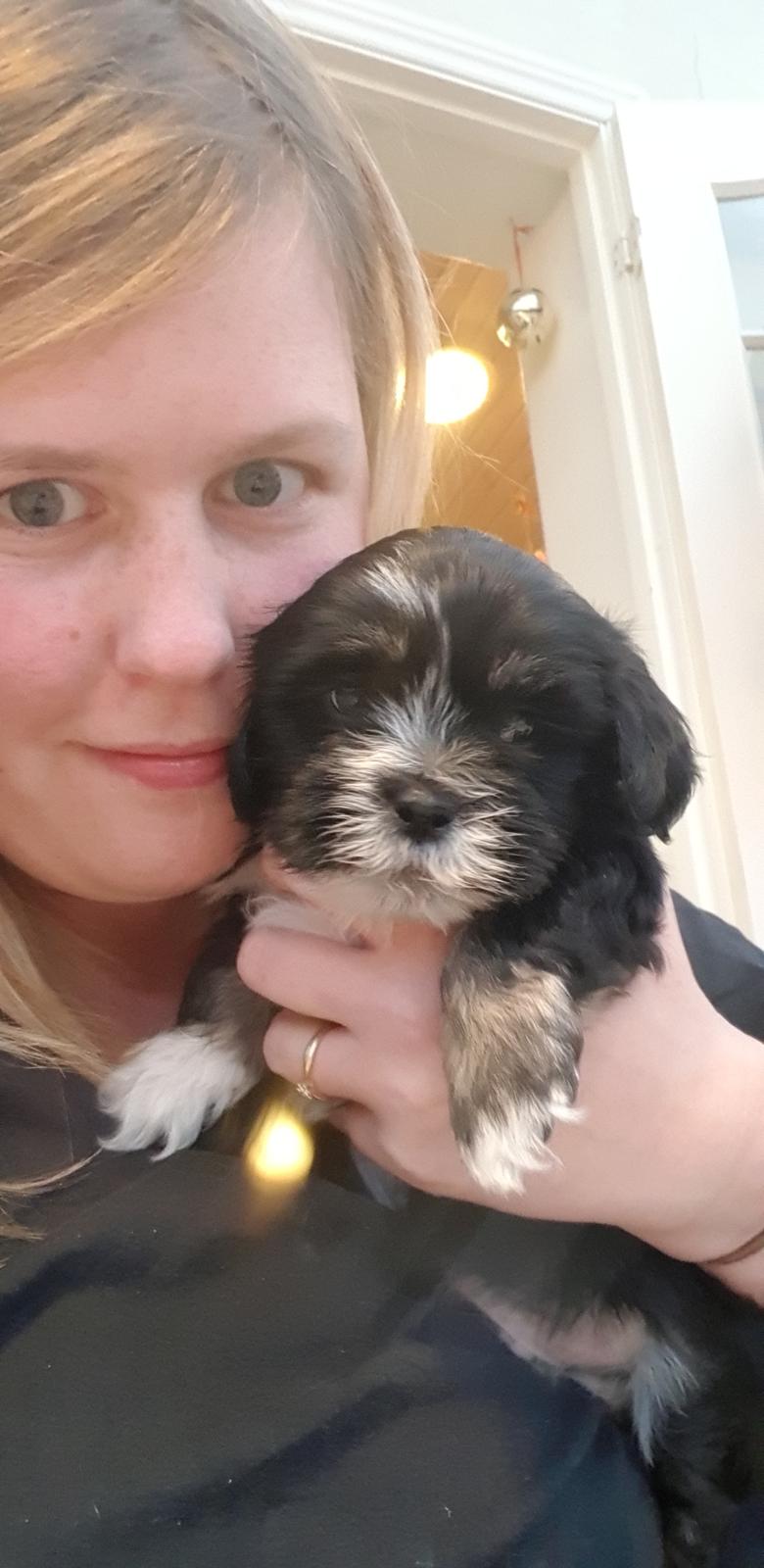 Lhasa apso Koda Von Moisen of HAKUNA MATATA (Aka Paddy) billede 30