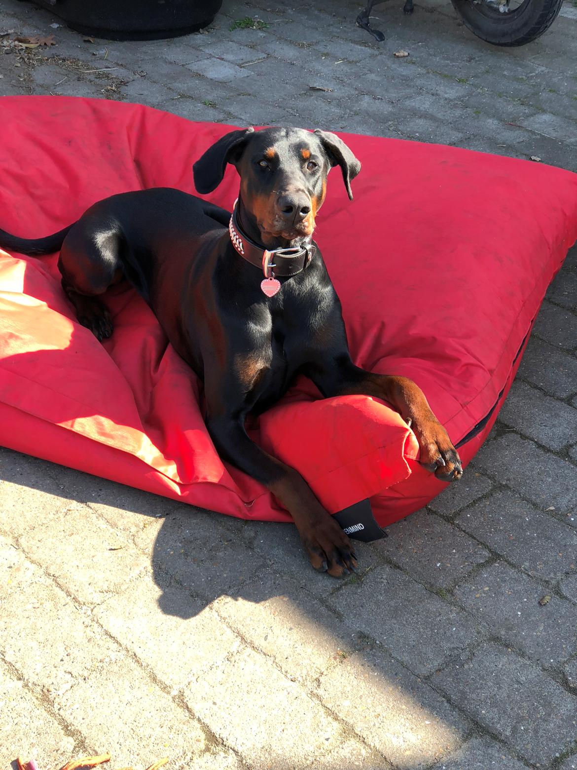 Dobermann Chica billede 2