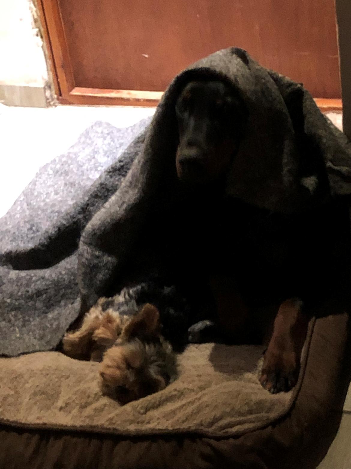 Dobermann Chica billede 3