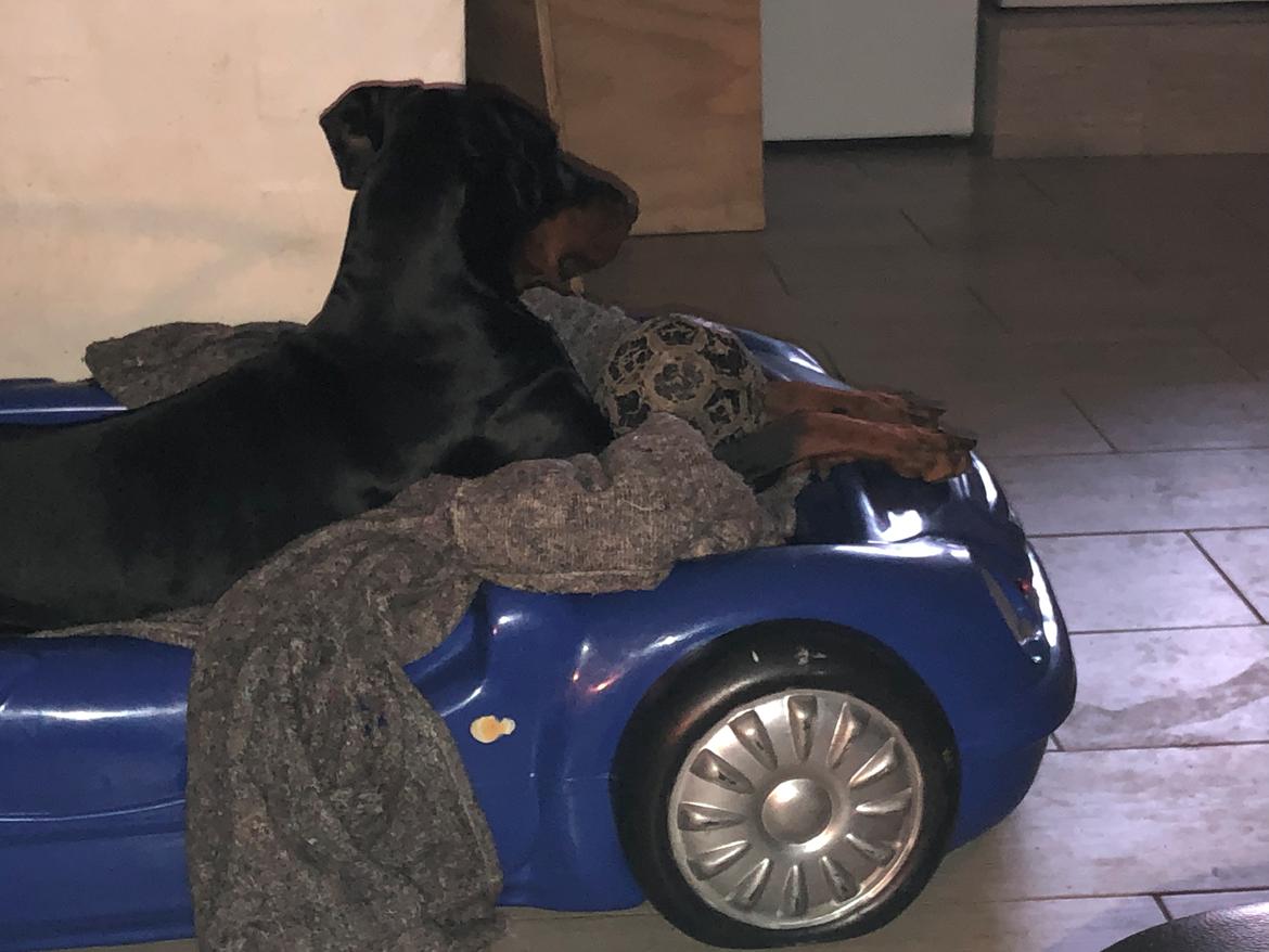 Dobermann Chica billede 4