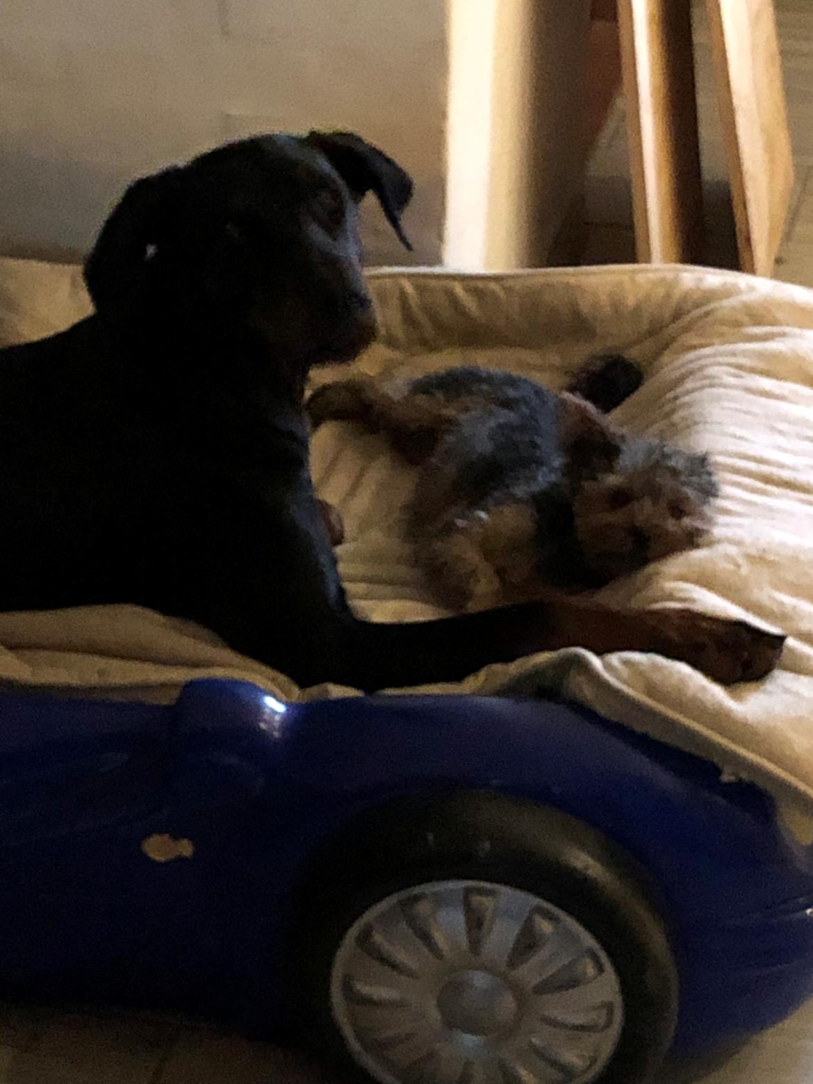 Dobermann Chica billede 5