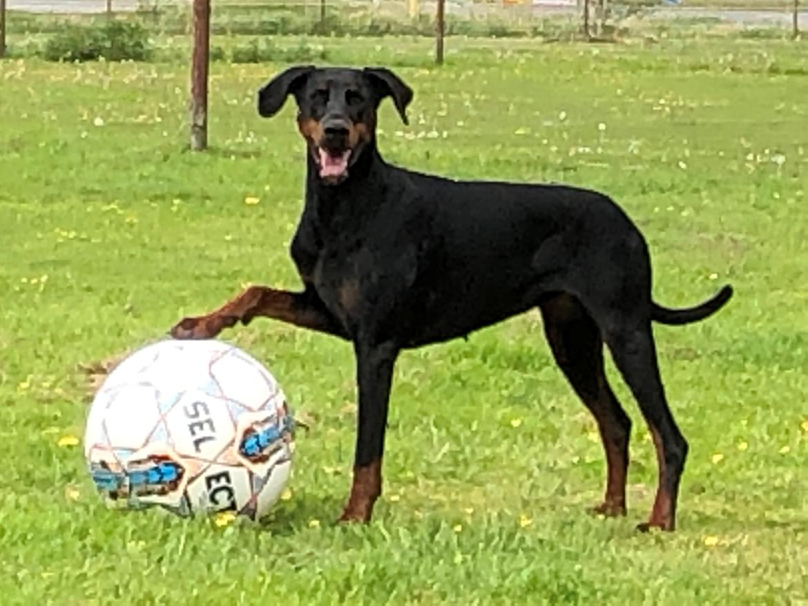 Dobermann Chica billede 1