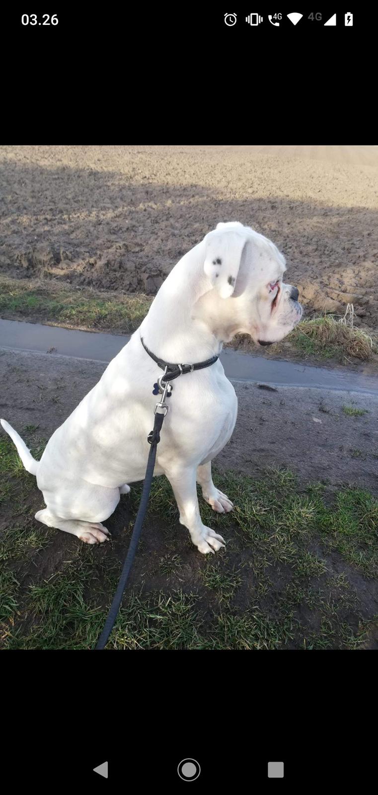 Boxer Tristan von monsalvat billede 3