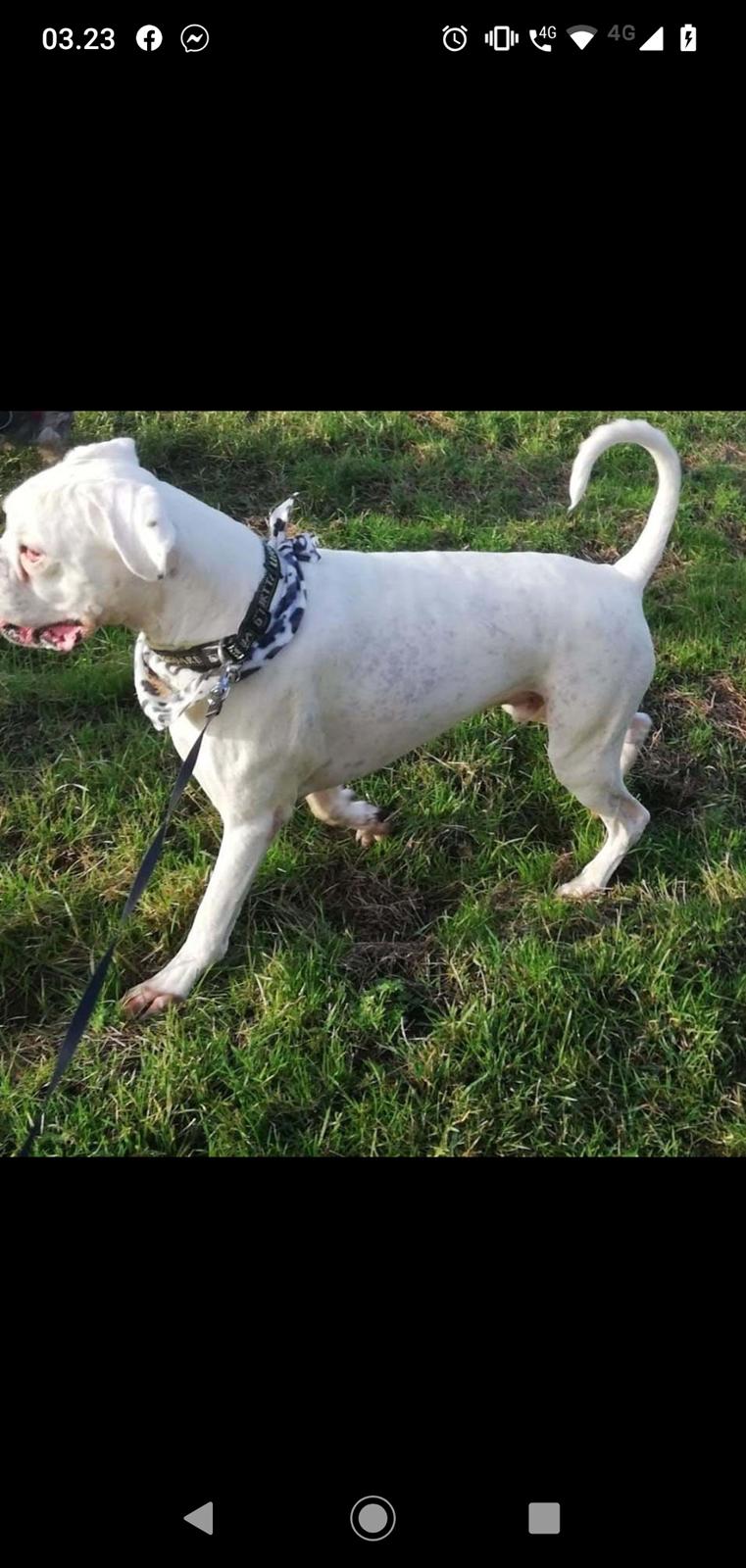 Boxer Tristan von monsalvat billede 4