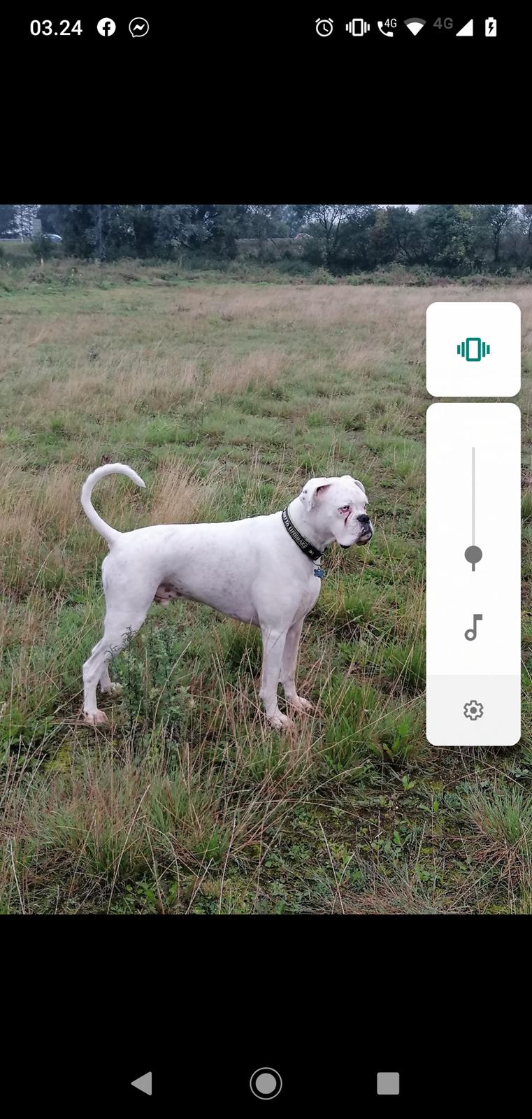 Boxer Tristan von monsalvat billede 5