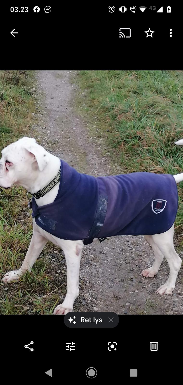 Boxer Tristan von monsalvat billede 6