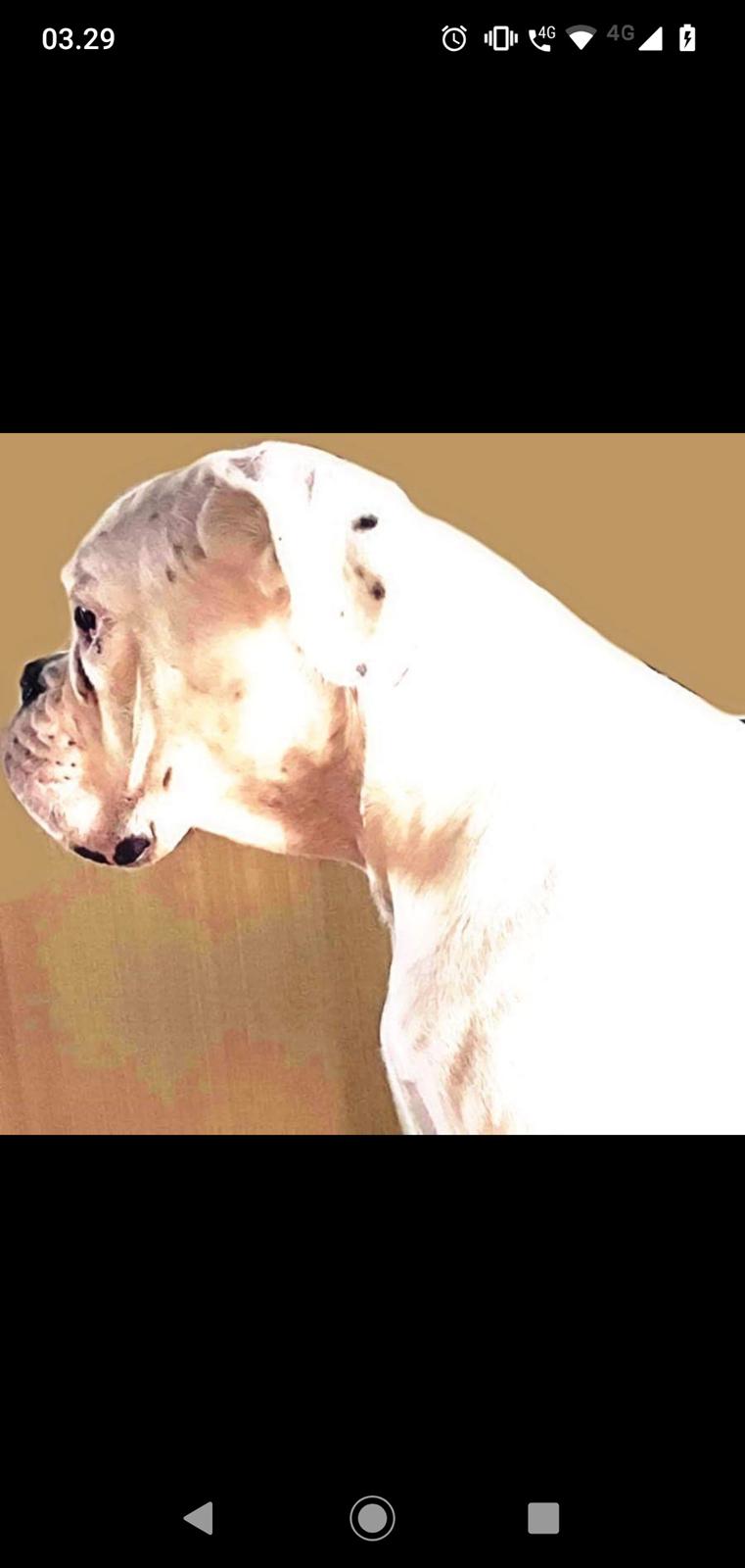 Boxer Tristan von monsalvat billede 7