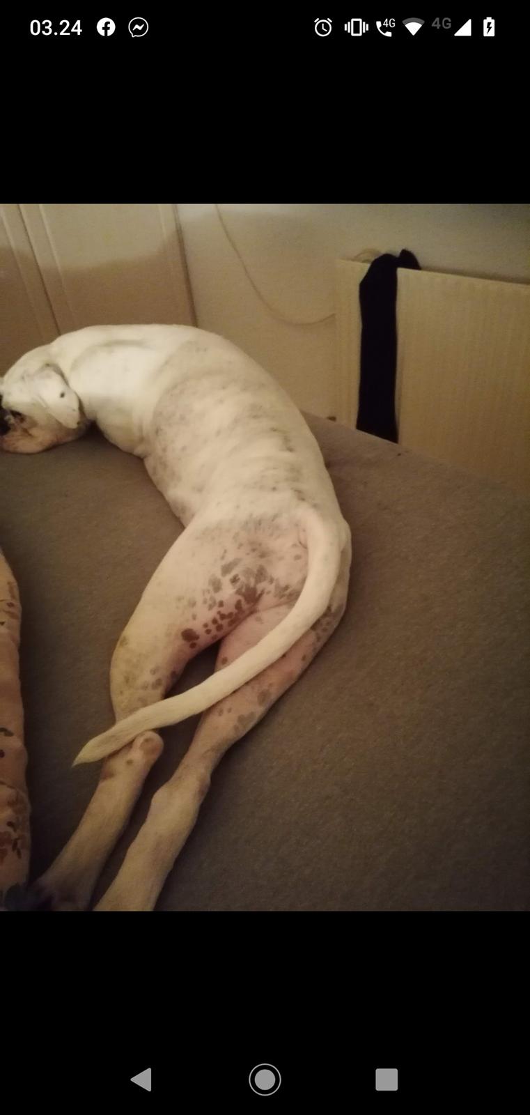 Boxer Tristan von monsalvat billede 8