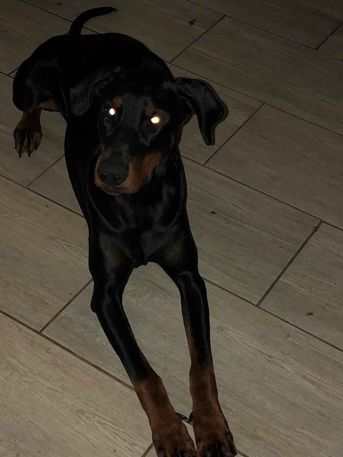 Dobermann Chica billede 6