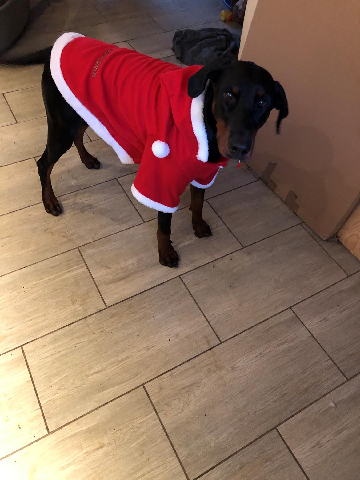 Dobermann Chica billede 7