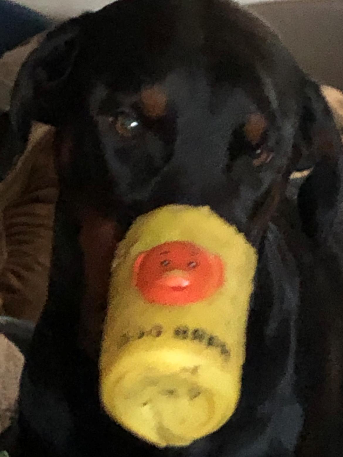 Dobermann Chica billede 8