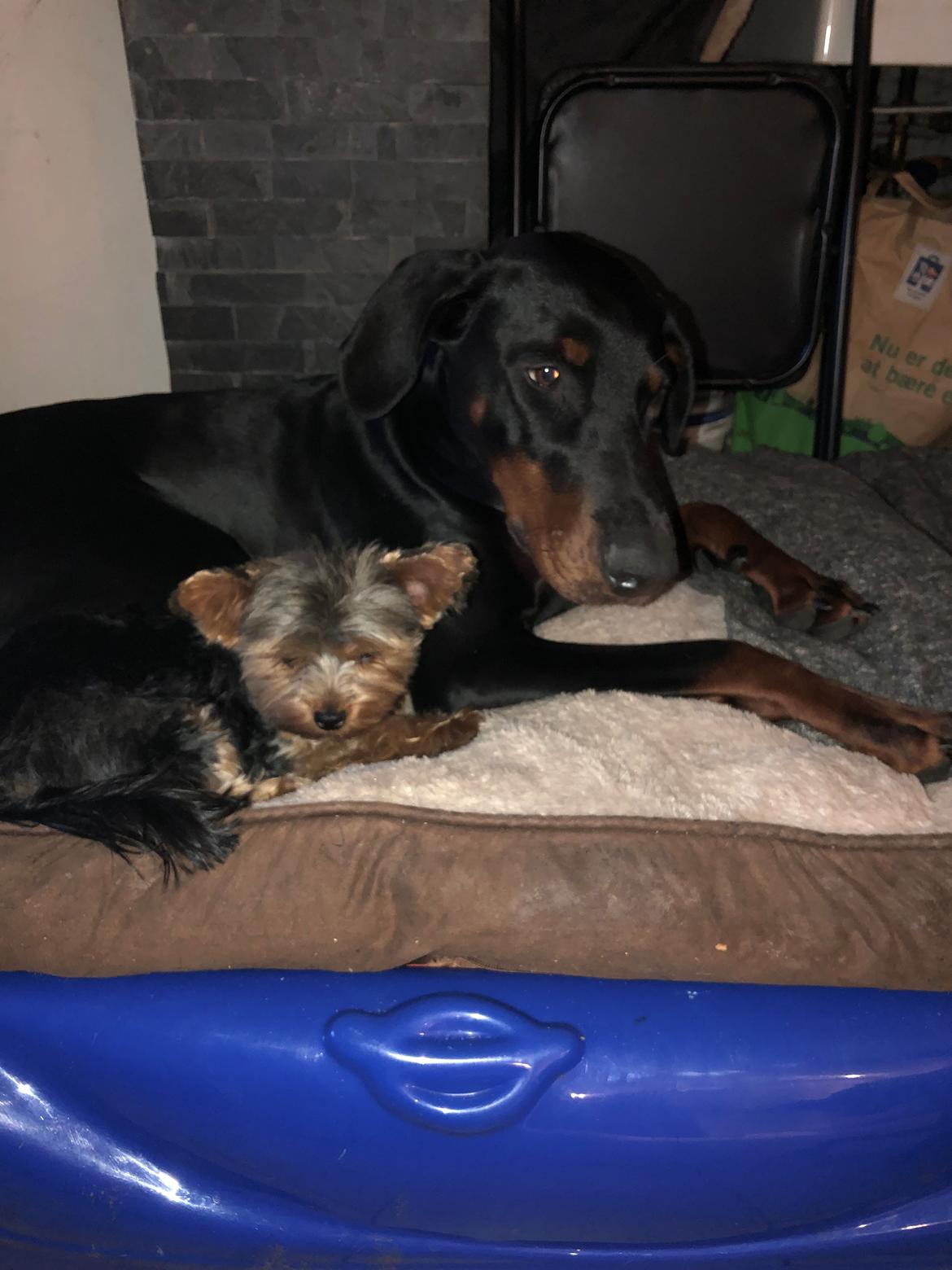 Dobermann Chica billede 9