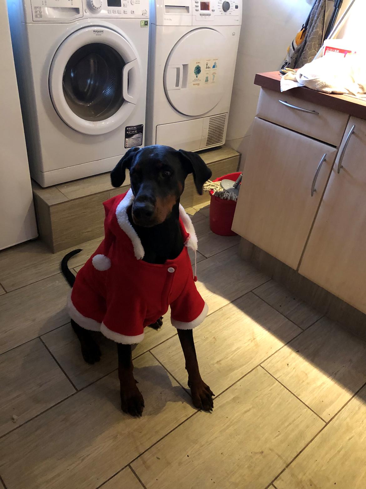 Dobermann Chica billede 10