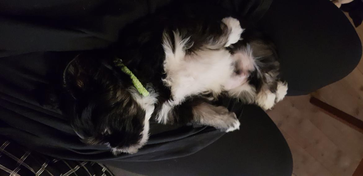 Lhasa apso Koda Von Moisen of HAKUNA MATATA (Aka Paddy) billede 31