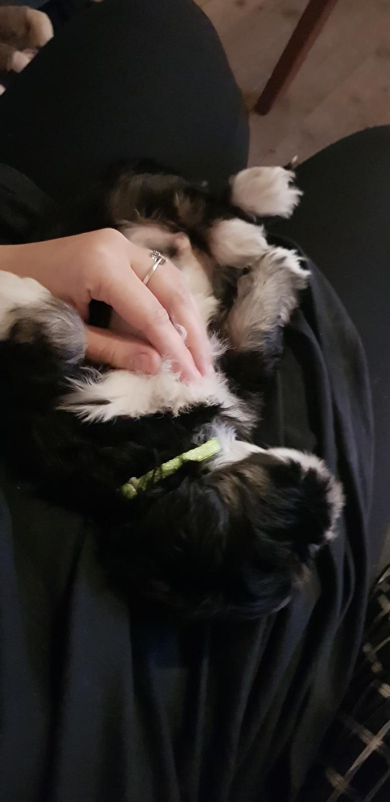 Lhasa apso Koda Von Moisen of HAKUNA MATATA (Aka Paddy) billede 32