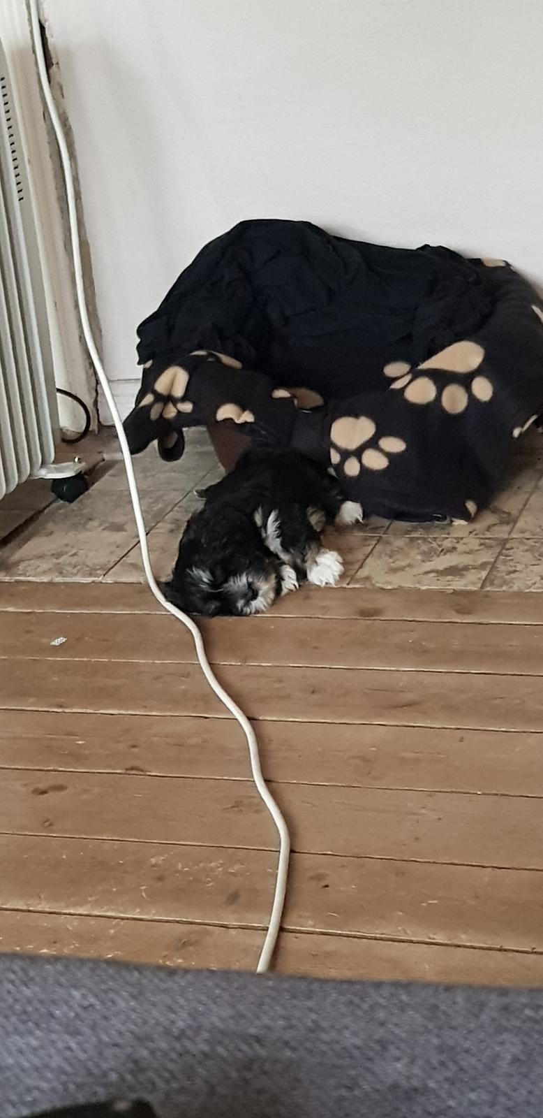 Lhasa apso Koda Von Moisen of HAKUNA MATATA (Aka Paddy) billede 33