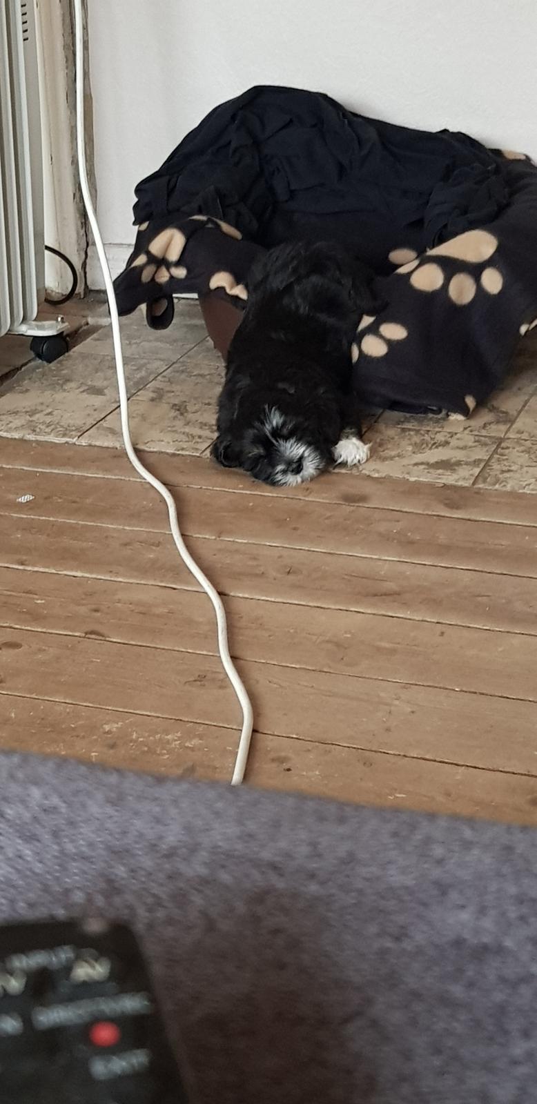 Lhasa apso Koda Von Moisen of HAKUNA MATATA (Aka Paddy) billede 34