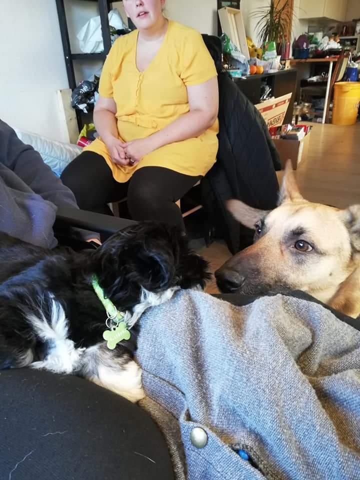 Lhasa apso Koda Von Moisen of HAKUNA MATATA (Aka Paddy) billede 35