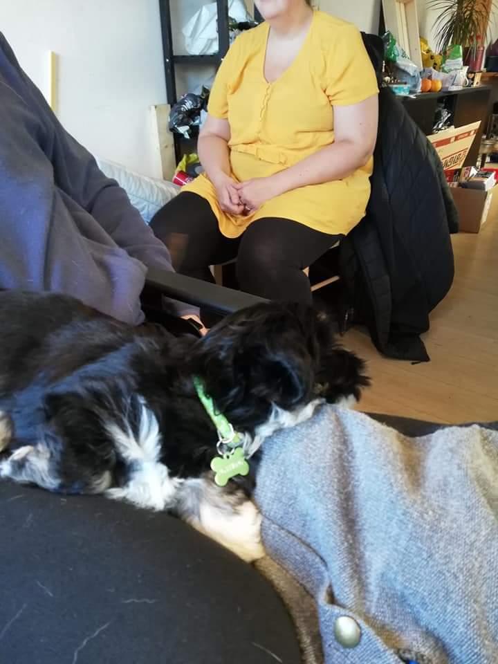 Lhasa apso Koda Von Moisen of HAKUNA MATATA (Aka Paddy) billede 36