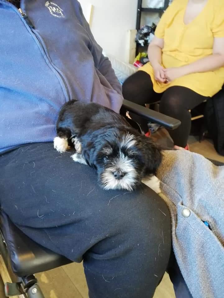 Lhasa apso Koda Von Moisen of HAKUNA MATATA (Aka Paddy) billede 37