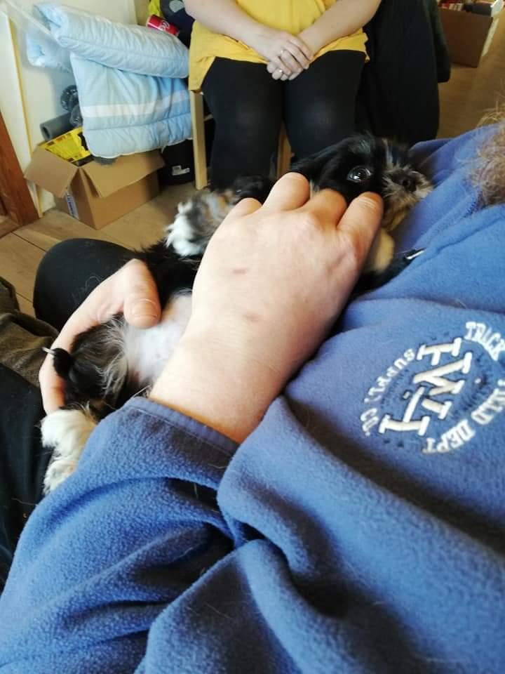 Lhasa apso Koda Von Moisen of HAKUNA MATATA (Aka Paddy) billede 38