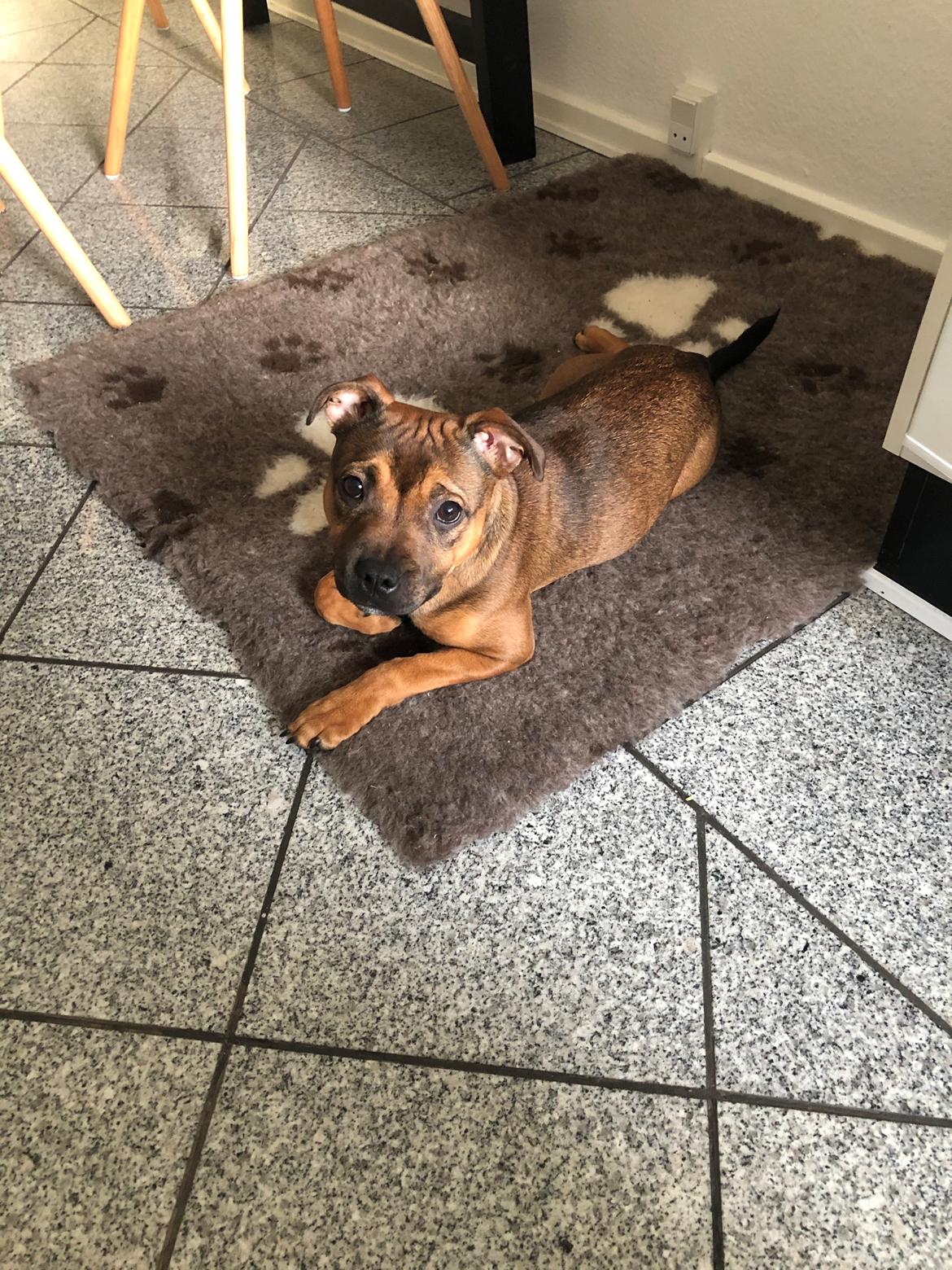 Staffordshire bull terrier Kenya  billede 28