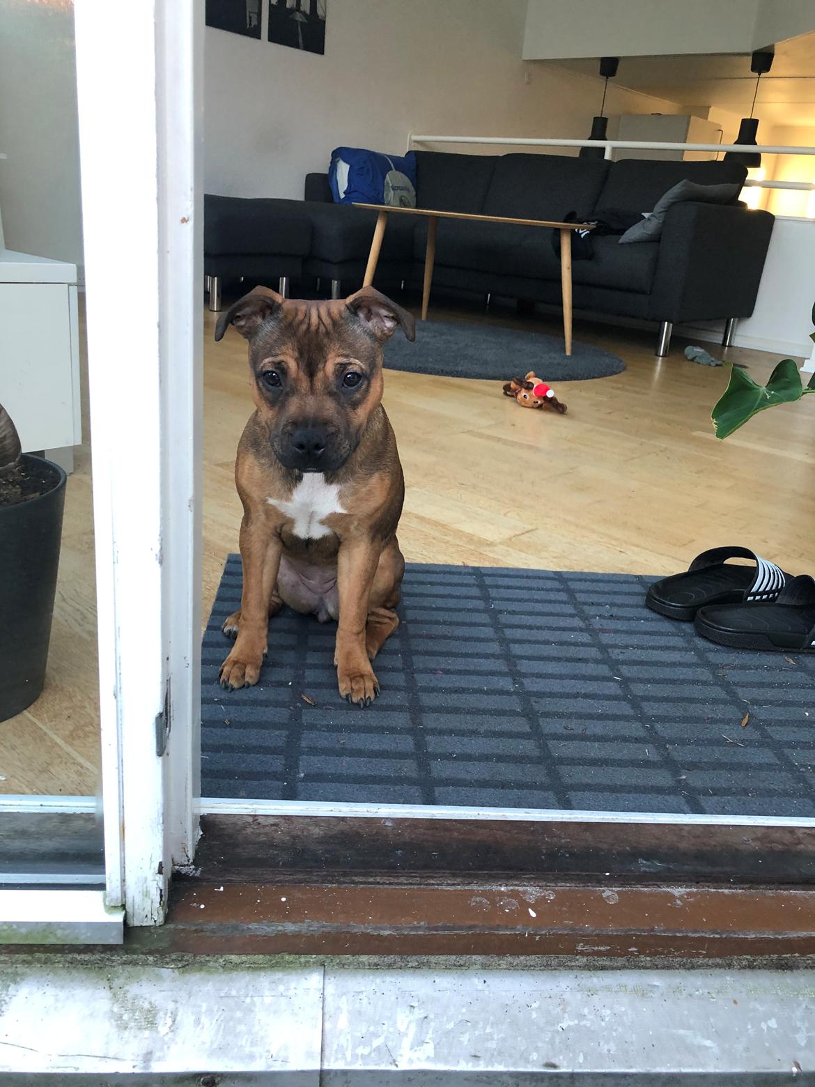 Staffordshire bull terrier Kenya  billede 29