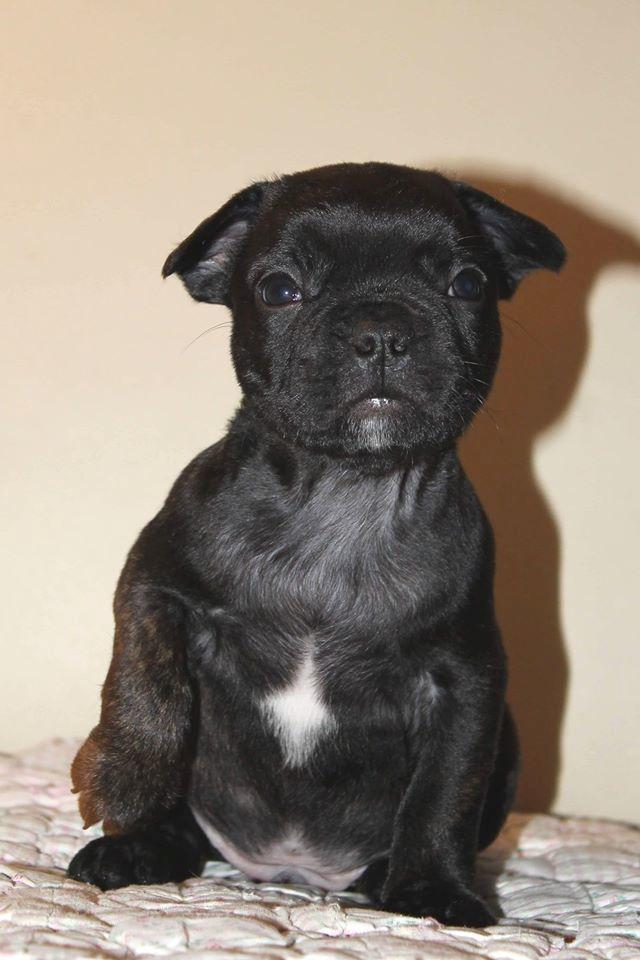 Fransk bulldog Molosshuset The Emperor's New Clothes billede 5