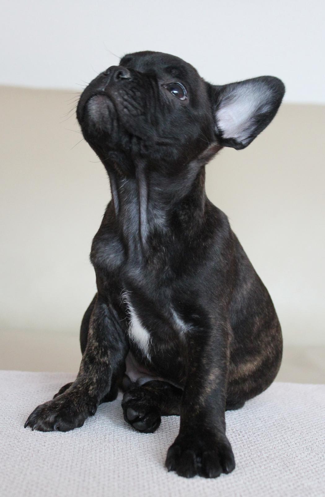 Fransk bulldog Molosshuset The Emperor's New Clothes billede 2