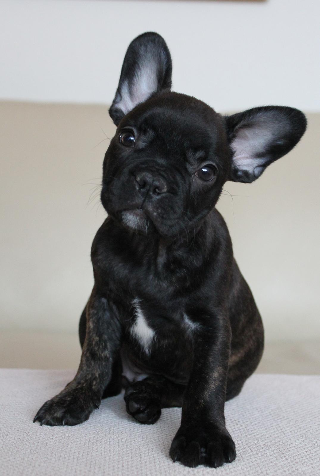 Fransk bulldog Molosshuset The Emperor's New Clothes billede 1