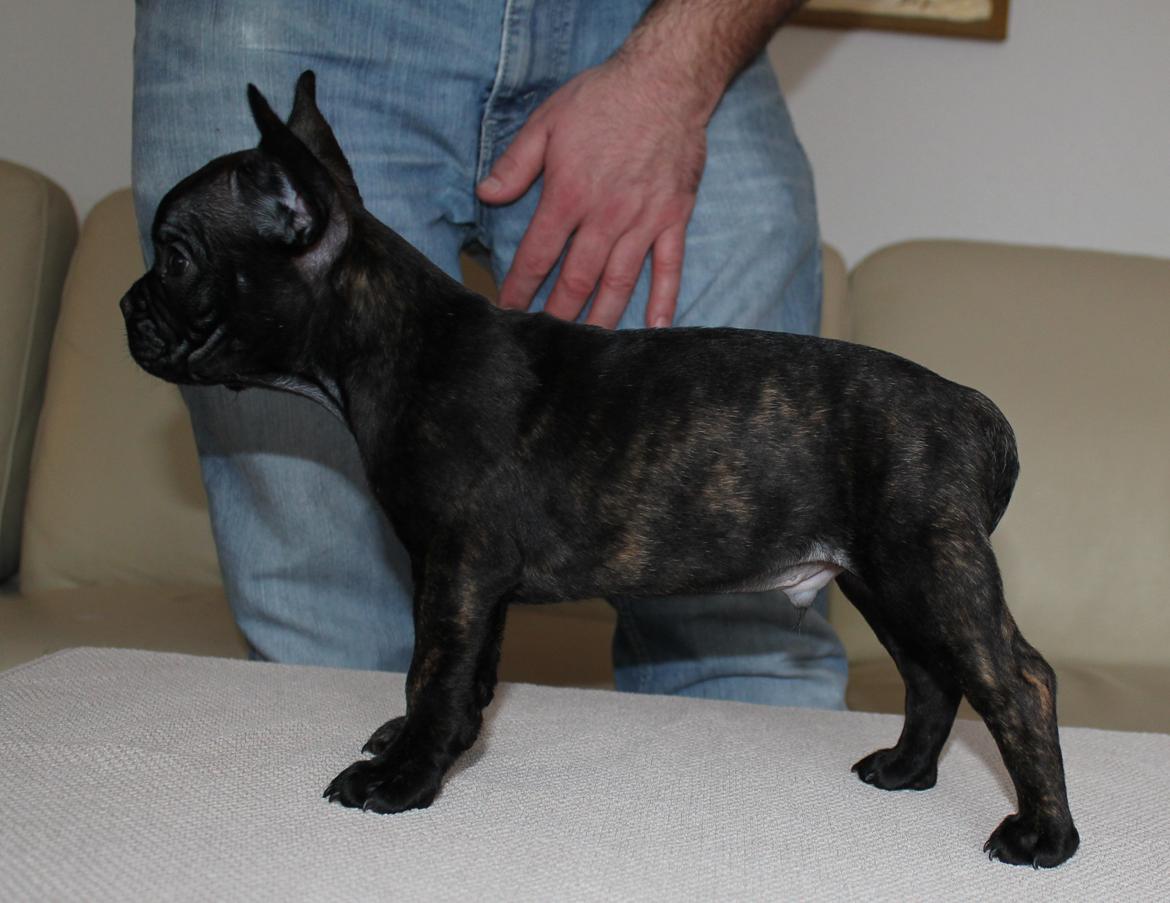 Fransk bulldog Molosshuset The Emperor's New Clothes billede 3