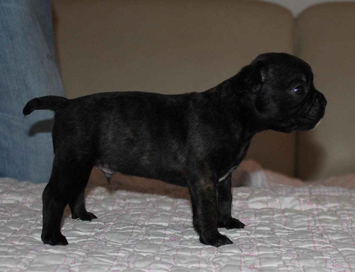 Fransk bulldog Molosshuset The Emperor's New Clothes billede 4