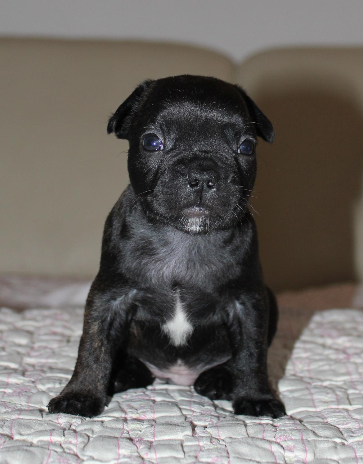 Fransk bulldog Molosshuset The Emperor's New Clothes billede 6