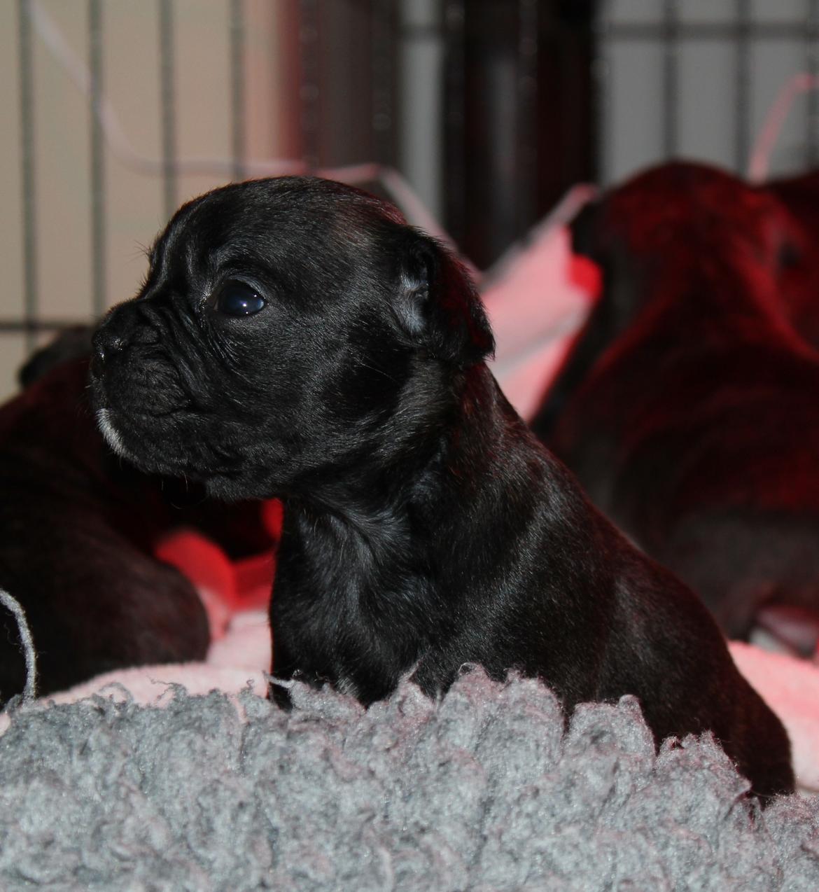 Fransk bulldog Molosshuset The Emperor's New Clothes billede 7