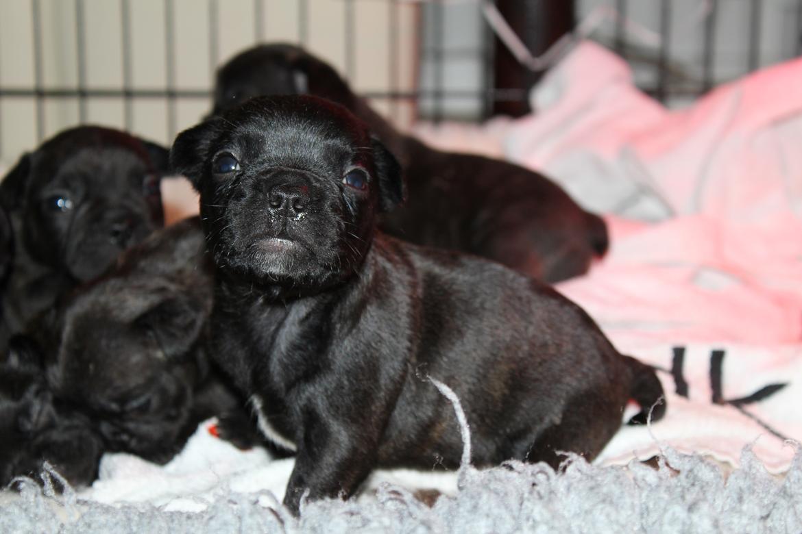 Fransk bulldog Molosshuset The Emperor's New Clothes billede 8