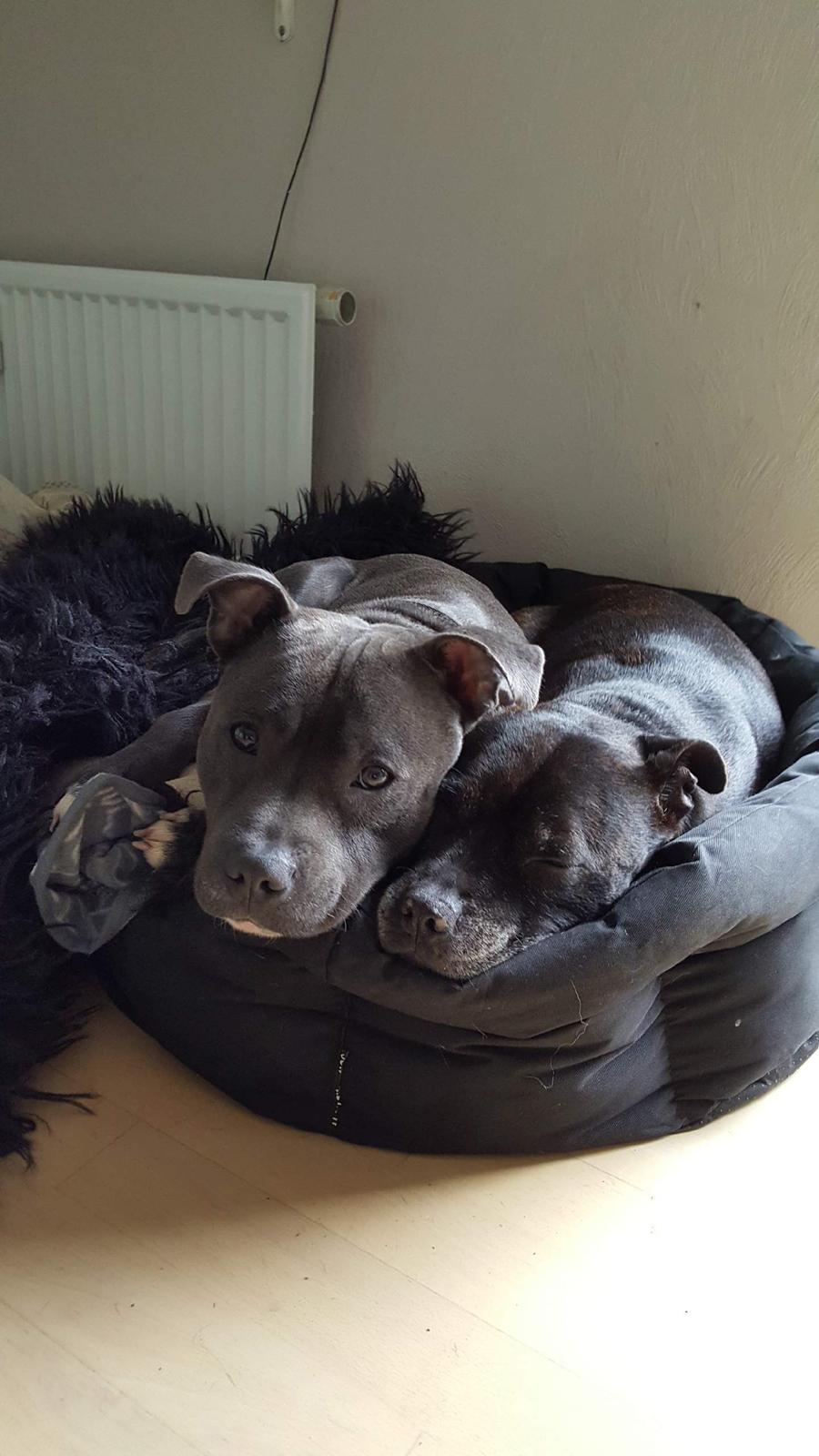 Staffordshire bull terrier Det er lige mere billede 1