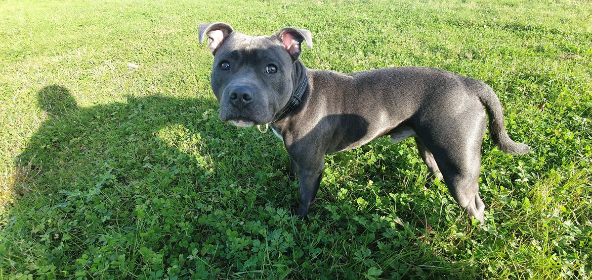 Staffordshire bull terrier Det er lige mere billede 4