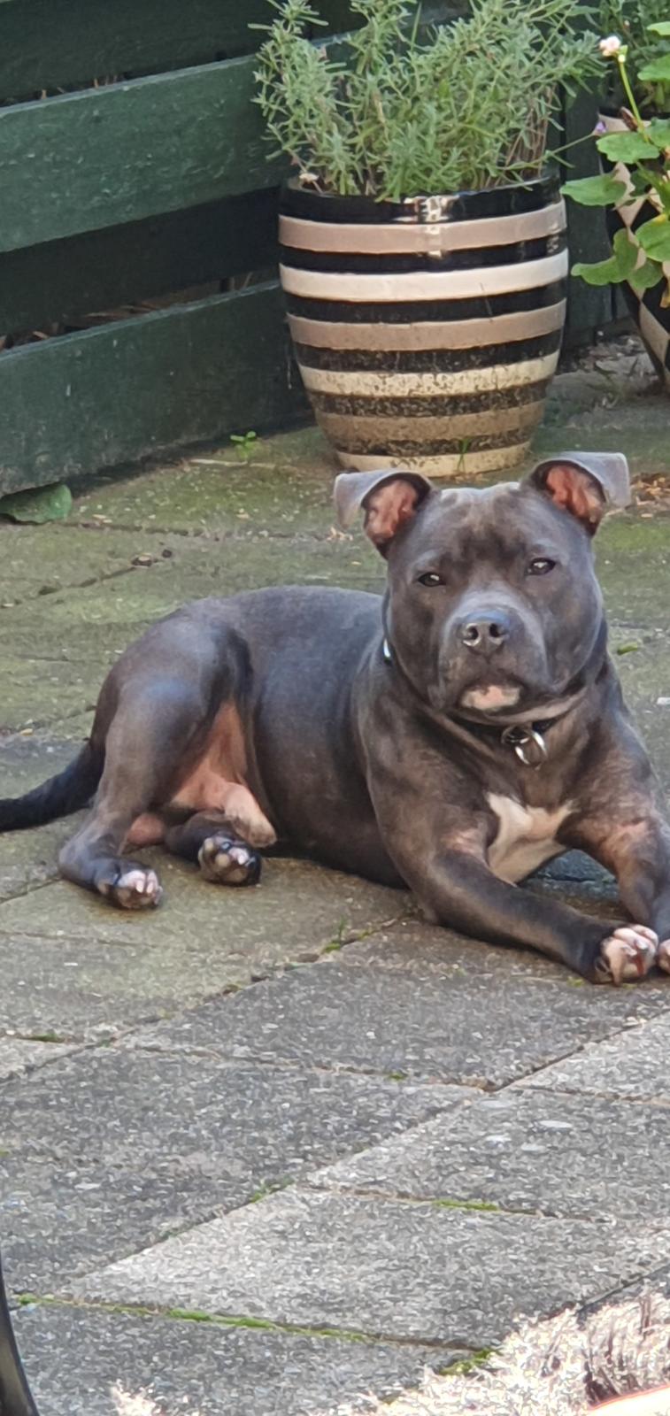 Staffordshire bull terrier Det er lige mere billede 5