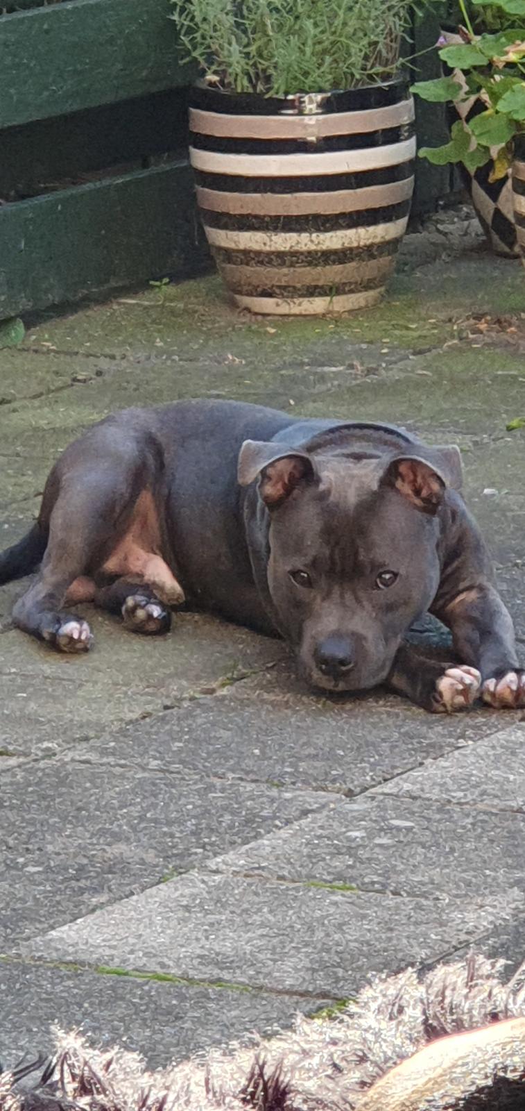 Staffordshire bull terrier Det er lige mere billede 6