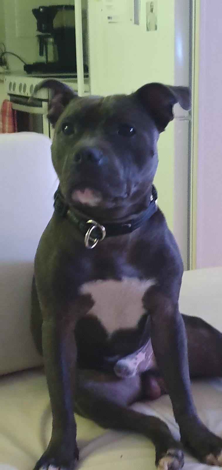 Staffordshire bull terrier Det er lige mere billede 7