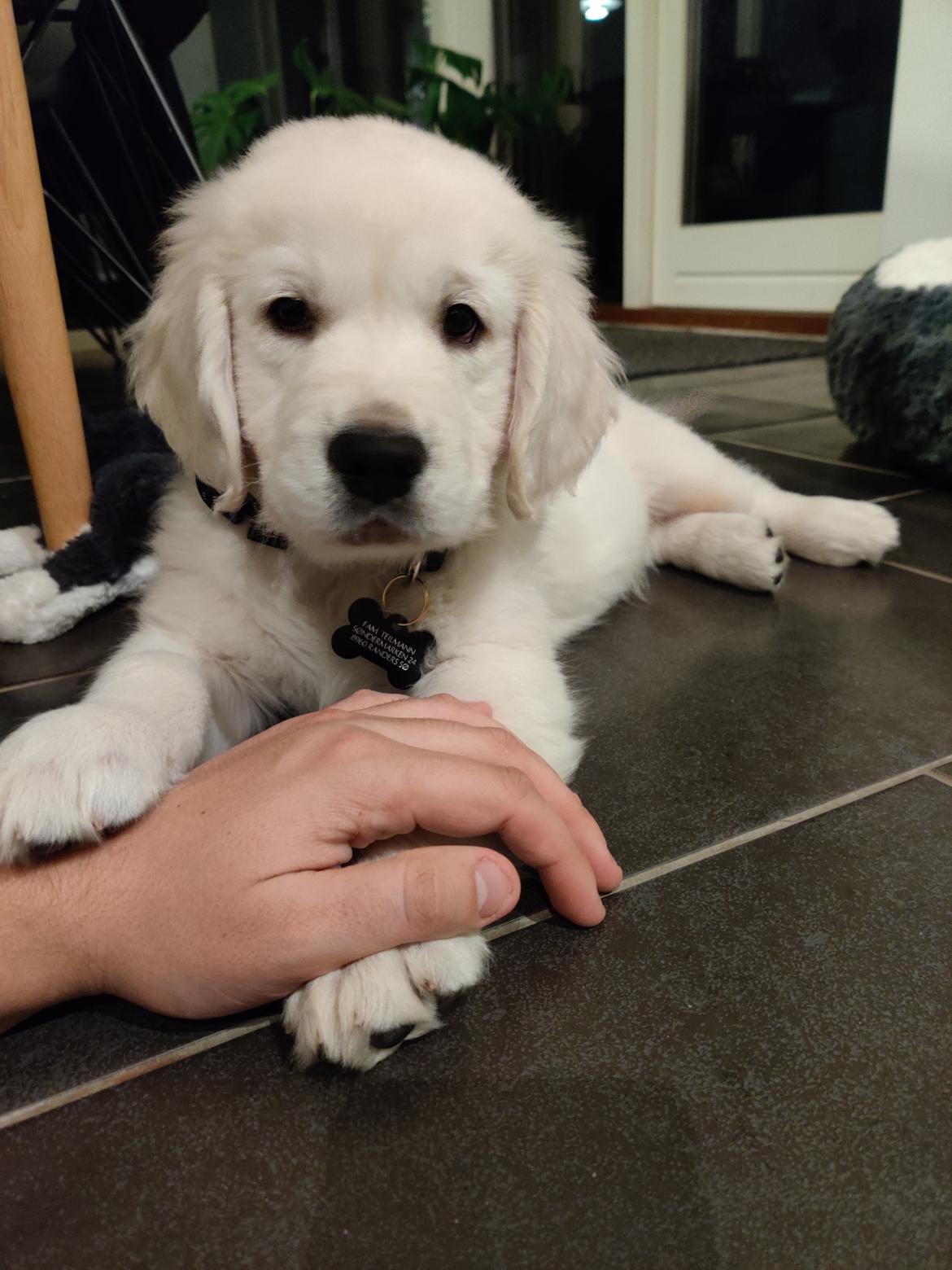 Golden retriever Eddie  billede 1