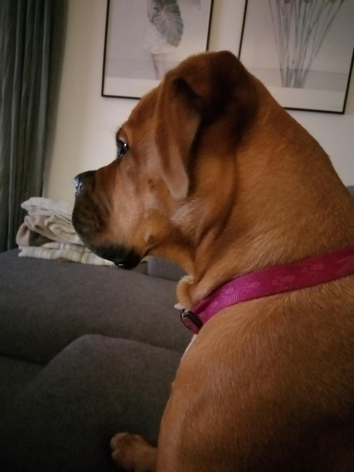 Blanding af racer Molly billede 17