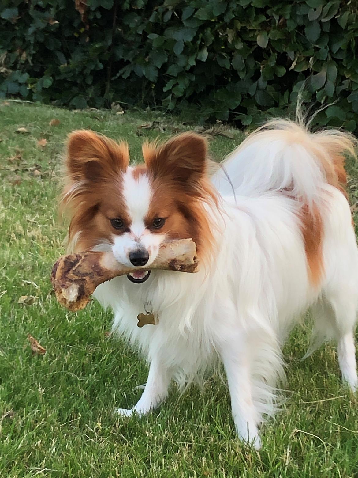 Papillon Milo billede 5