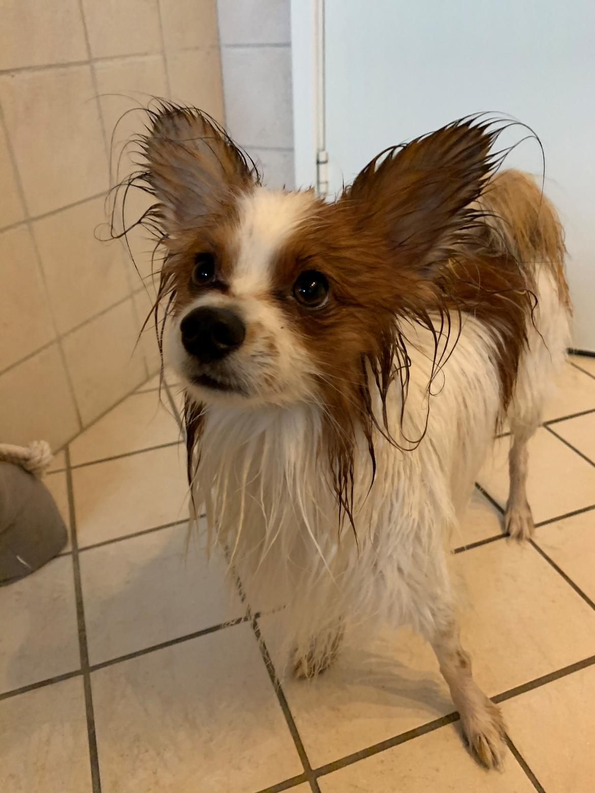 Papillon Milo billede 8